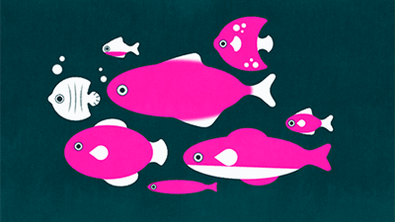 Pink fish on a blue background